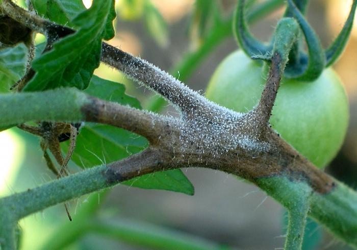 टमाटर की बीमारी कैसे टमाटर पर phytophthora से निपटने के लिए?