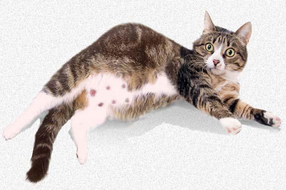 बिल्ली स्तनों में वृद्धि हुई