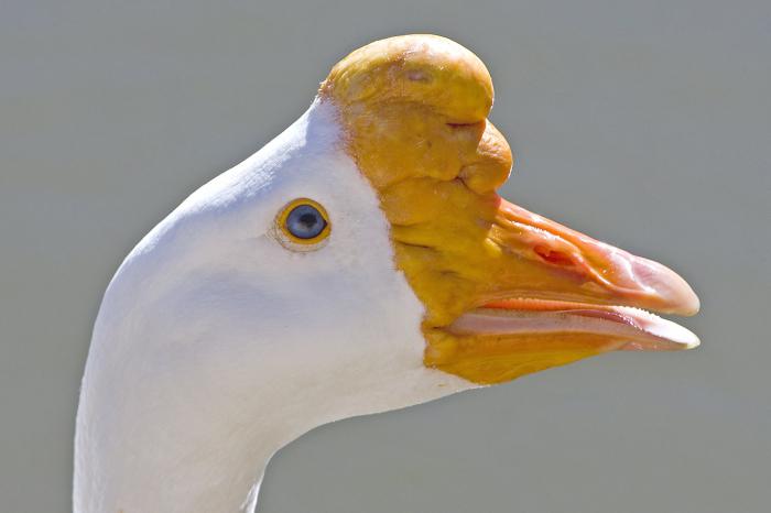 Kholmogory geese कहां खरीदें