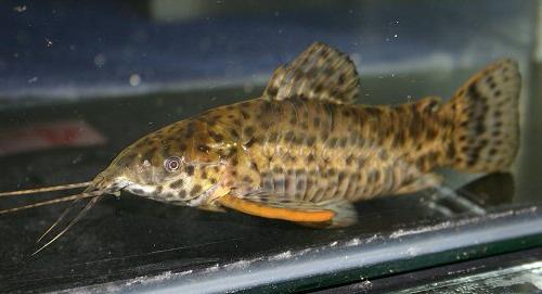मछलीघर मछली कैटफ़िश tarakatum