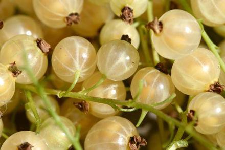 गर्भावस्था में काले currant