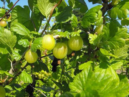 gooseberries प्रक्रिया करने की तुलना में