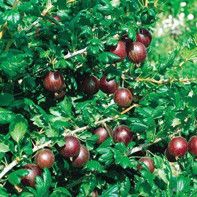 कैसे वसंत ऋतु में gooseberries संयंत्र के लिए? हिरण के पौधे के पौधे