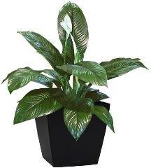 कौन सा houseplants प्रकाश की आवश्यकता नहीं है, चुनें?