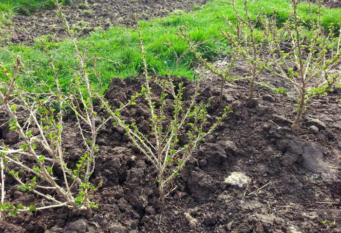 Gooseberries काला सागर 