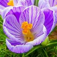 Crocuses: शरद ऋतु में रोपण। विशेषज्ञों की सलाह