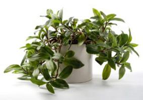 Tradescantia जन्मस्थान पौधों 