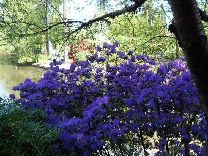 rhododendron चित्र