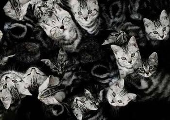 एक सपने में बहुत सी बिल्लियों