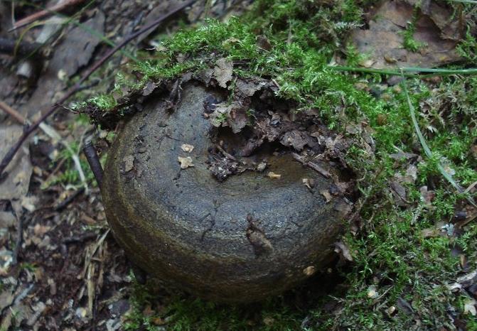 ब्लैक मशरूम कैसे पकाना है