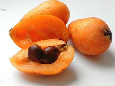 हड्डी medlars उपयोगी गुण 