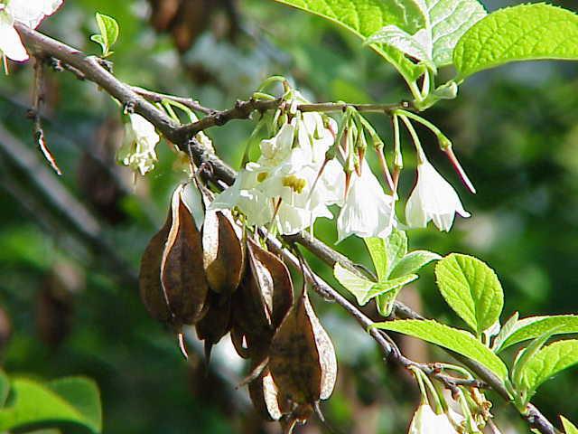 लिली-ऑफ-द-वैली ट्री: विवरण, रोपण, खेती, समीक्षा