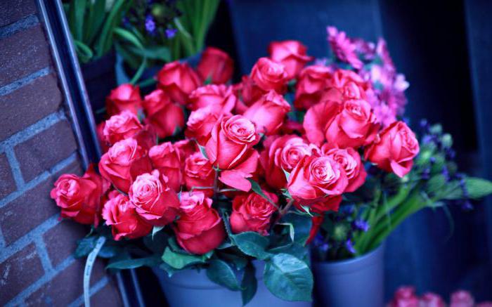 गुलाब के बारे में दिलचस्प तथ्य, जिसके बाद आप इस फूल को प्यार करेंगे