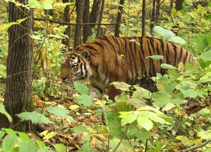 प्रकृति में एक बाघ की जीवन प्रत्याशा