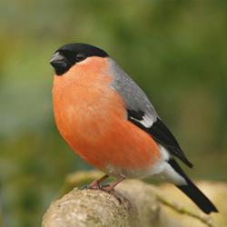 वन्यजीव: लाल पक्षी के साथ एक पक्षी