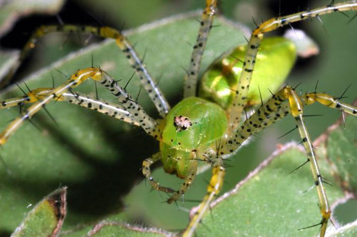 एक हरी मकड़ी हरी मकड़ियों किस प्रकार के होते हैं?
