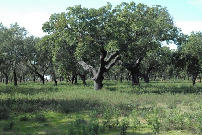 हार्ड पत्ती और सदाबहार वन और shrubs: भूगोल, वनस्पतियों और जीवों