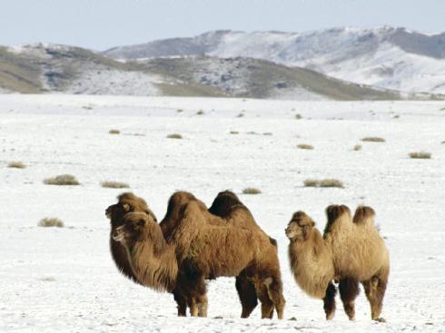 पर्वत altai मनोरंजन केंद्र की समीक्षा