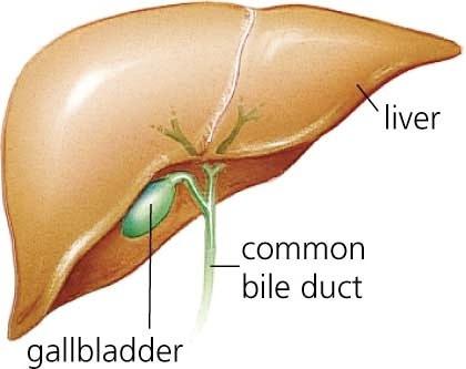 पित्ताशय की थैली कहां है हर कोई पता होना चाहिए