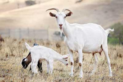 स्तनपान और इसके लाभकारी गुणों के साथ बकरी के दूध