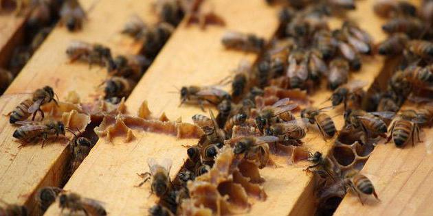 बच्चों के लिए propolis का टिंचर 